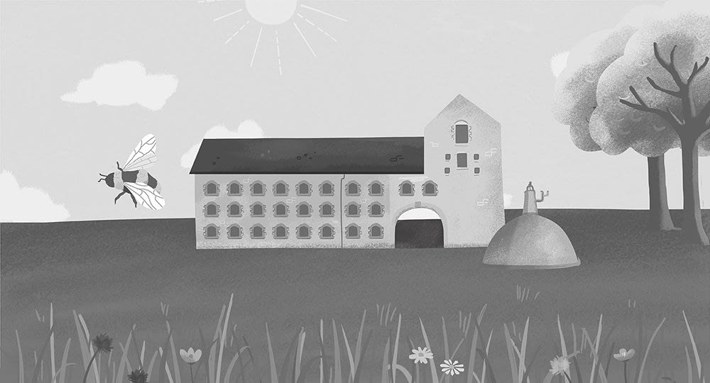 irish-distillers-nature-illustration-animation-ruth-graham-design-illustrator